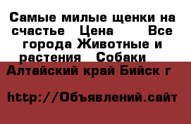 Самые милые щенки на счастье › Цена ­ 1 - Все города Животные и растения » Собаки   . Алтайский край,Бийск г.